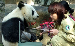 Même les pandas doivent surveiller leur tension artérielle !
